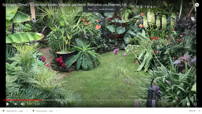 Springy’s (Steve) Windswept exotic/tropical garden in Abingdon on Thames, UK.