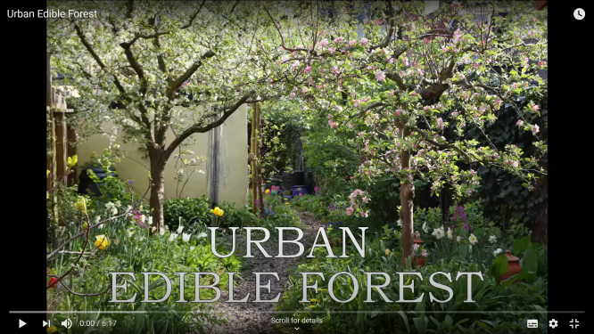 Small Urban Edible Forest
